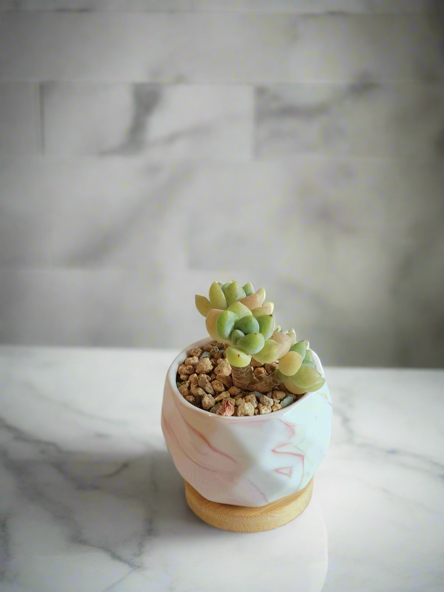 Succulent Petite Bliss Pink - - SlowBloomGreens