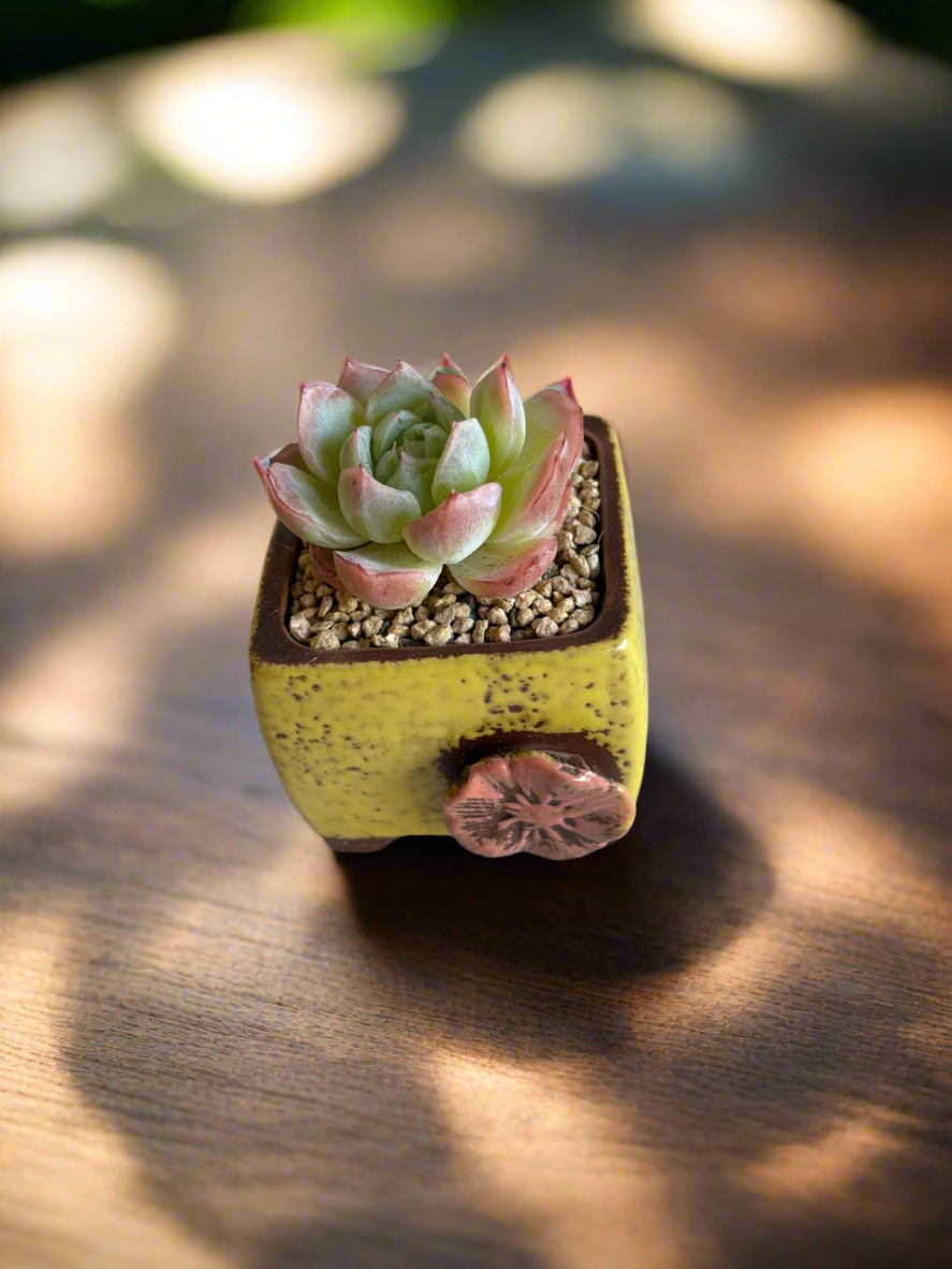Succulent Ceramic Square Flowerpot Yellow – Echeveria Suryeon - SlowBloomGreens