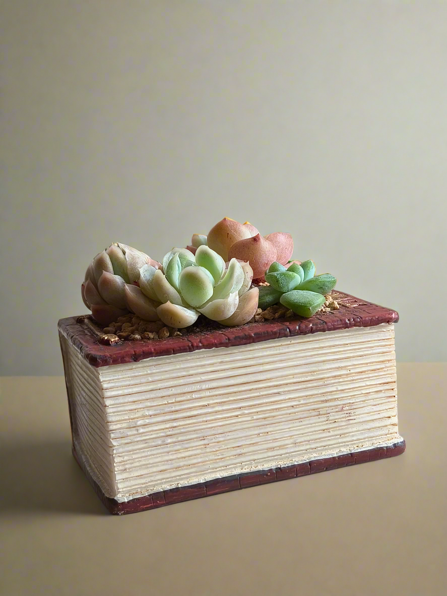 Succulent Book Nook – Succulent Arrangement
