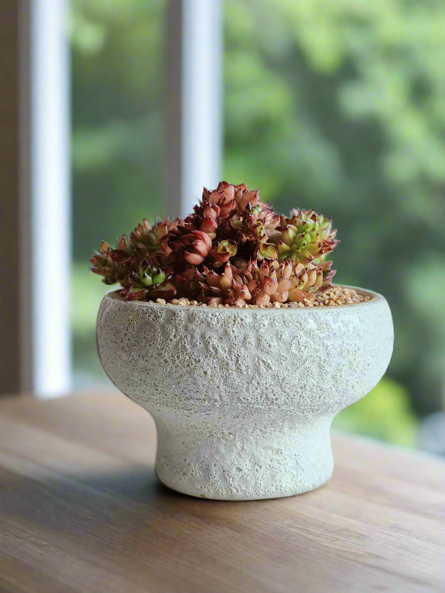 Succulent Moonlit Bloom Pot – Soft White with Echeveria Agavoides Cristata - SlowBloomGreens