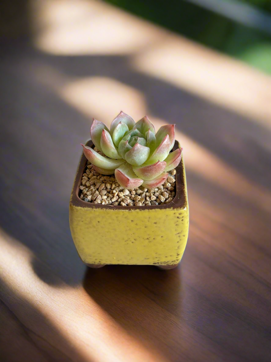 Succulent Ceramic Square Flowerpot Yellow – Echeveria Suryeon - SlowBloomGreens