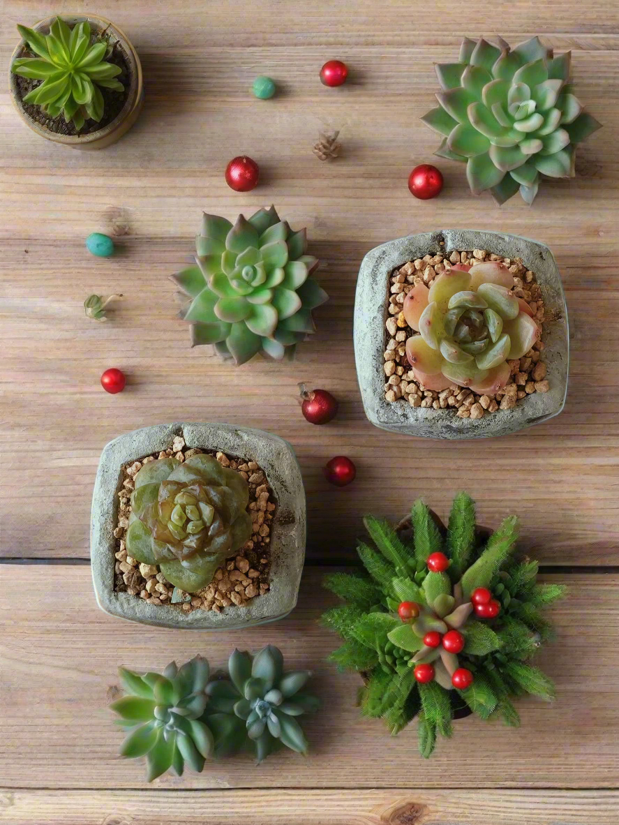 Succulent Simply Joy – Gift Favors heart-shaped planter adds a rustic yet festive touch to holiday celebrations or parties.