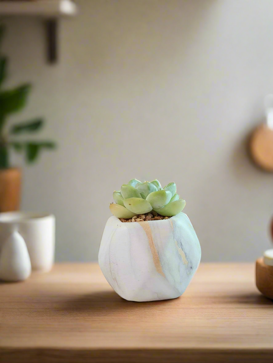 Succulent Mini Octagon Gold Pot – Echeveria Ice Green - SlowBloomGreens
