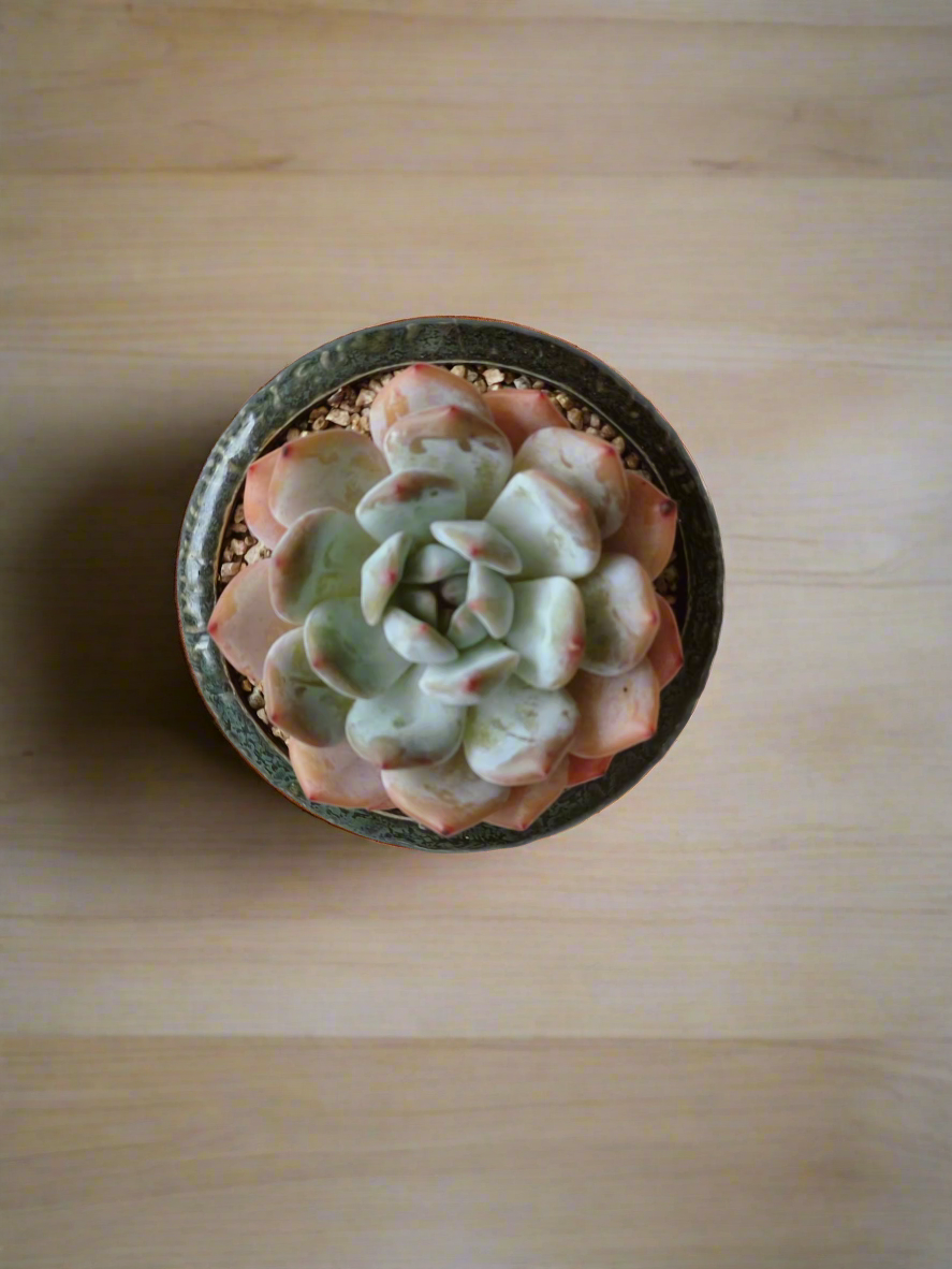 Succulent Rustica Ceramic Pot – Echevaria Orange Monroe - SlowBloomGreens