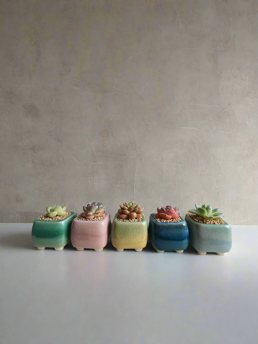 Succulent Serene Square Mini Planter – Echeveria 'Fortitude'