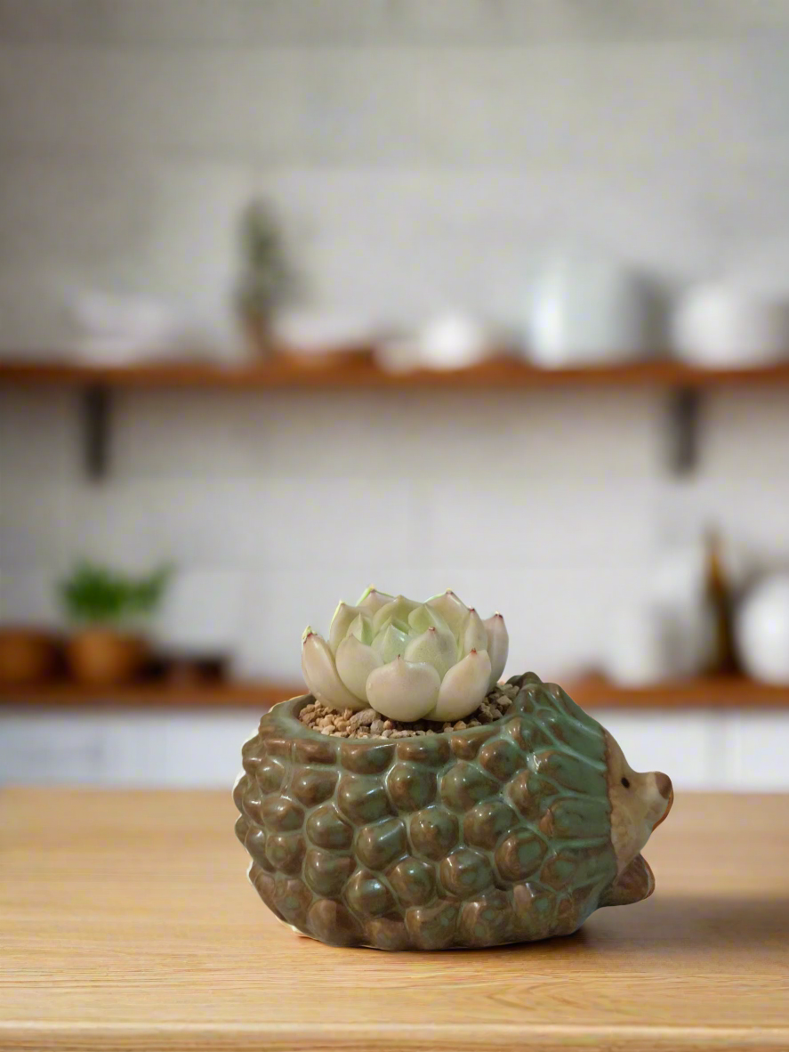 Succulent Hedgehog Pot - Sedeveria 'Blue Elf' (Happy Plant) - SlowBloomGreens