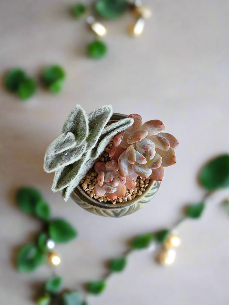 Succulent Rustic Pot Ash  – White Velvet & Echeveria Spica - SlowBloomGreens