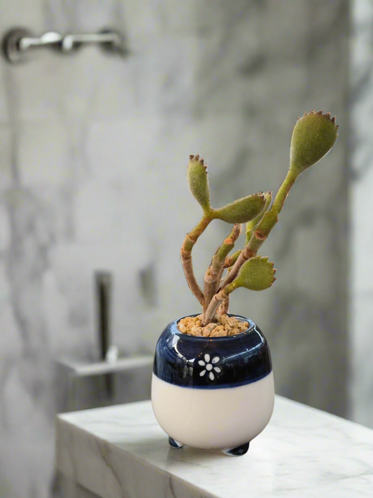 Succulent Tiny Sakura Blue Planter – Cotyledon tomentosa ‘Bear’s Paw’