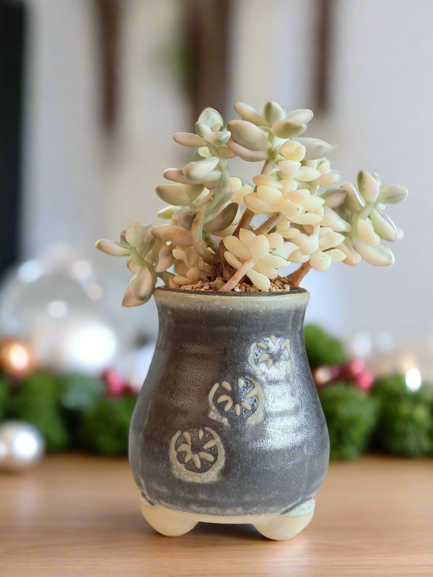 Succulent Rustic Pot Glow Grey - Graptoveria 'Titubans' - SlowBloomGreens