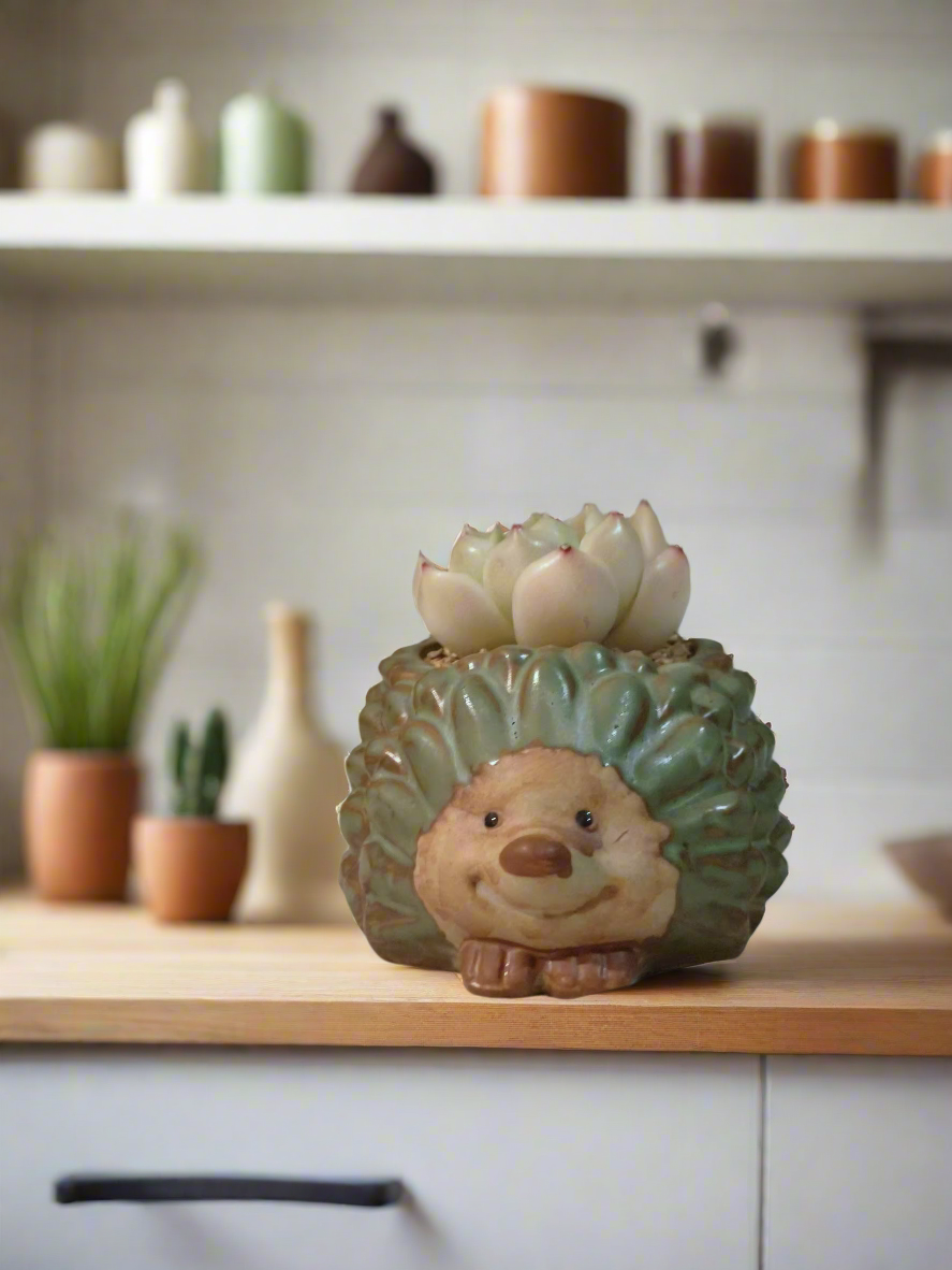 Succulent Hedgehog Pot - Sedeveria 'Blue Elf' (Happy Plant) - SlowBloomGreens