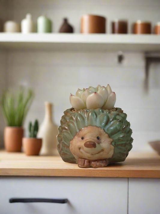 Succulent Hedgehog Pot - Sedeveria 'Blue Elf' (Happy Plant) - SlowBloomGreens
