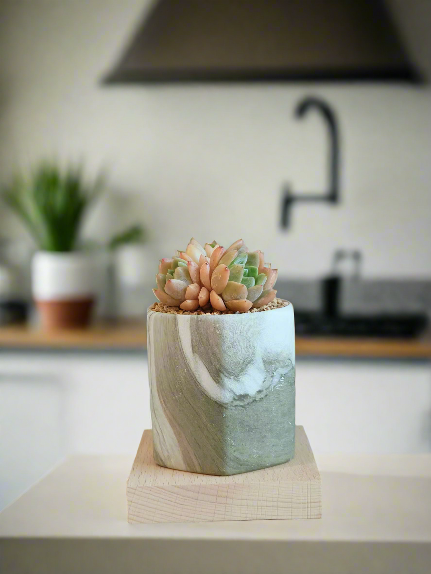 Succulent Radiant Octagon Green – Echevaria Suryeon - SlowBloomGreens