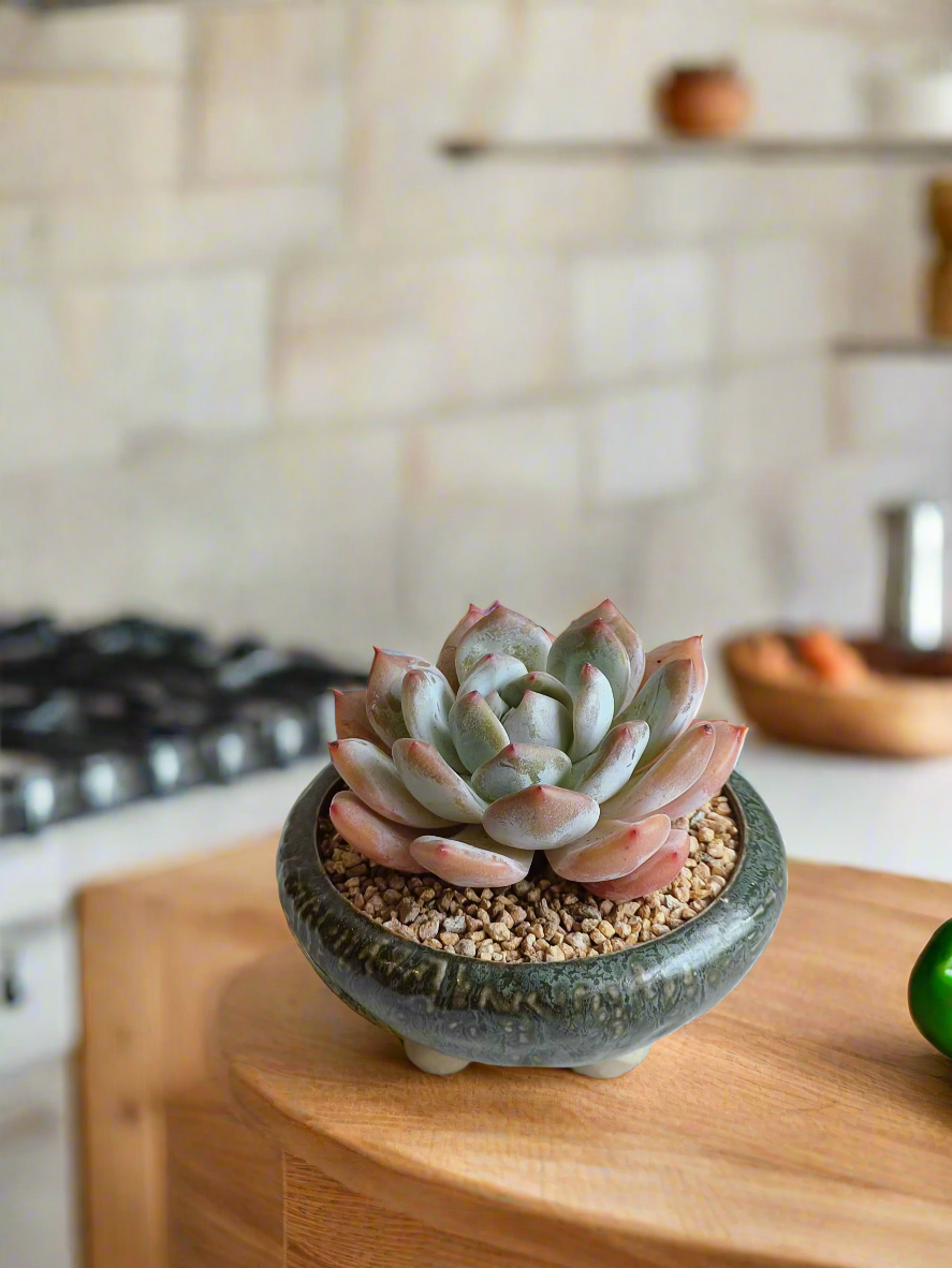 Succulent Rustica Ceramic Pot – Echevaria Orange Monroe - SlowBloomGreens