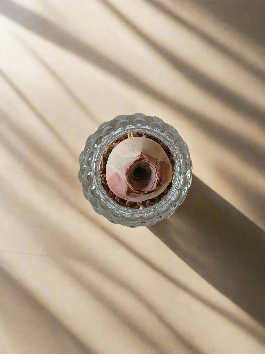 Succulent Round Bubble Glass - Mountain Rose - SlowBloomGreens