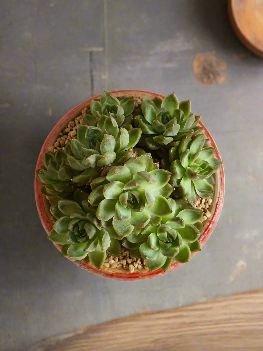 Succulent Moonlit Bloom Pot – Mottled Red with Echeveria 'Violet Queen'