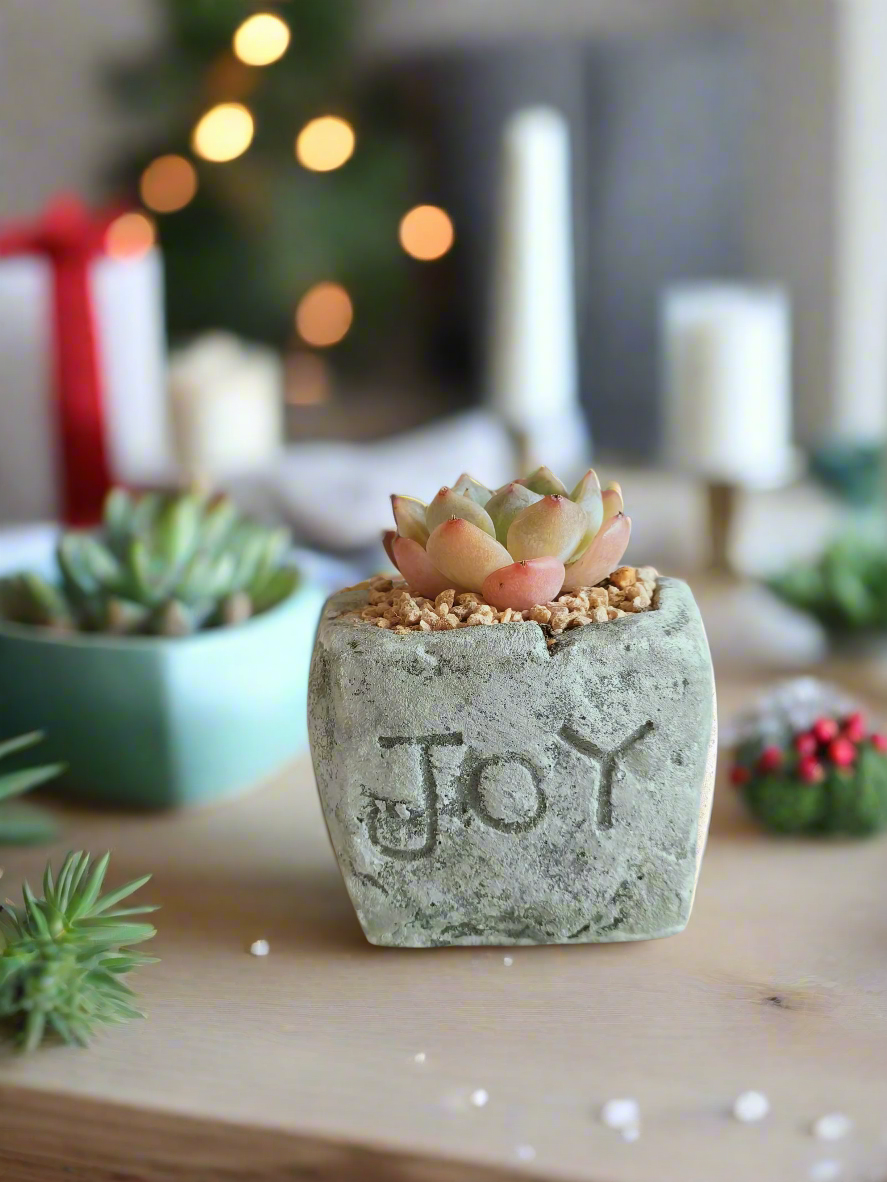 Individual 'Joy' planter from the Succulent Simply Joy – Gift Favors, paired with a succulent for elegant Christmas decor.