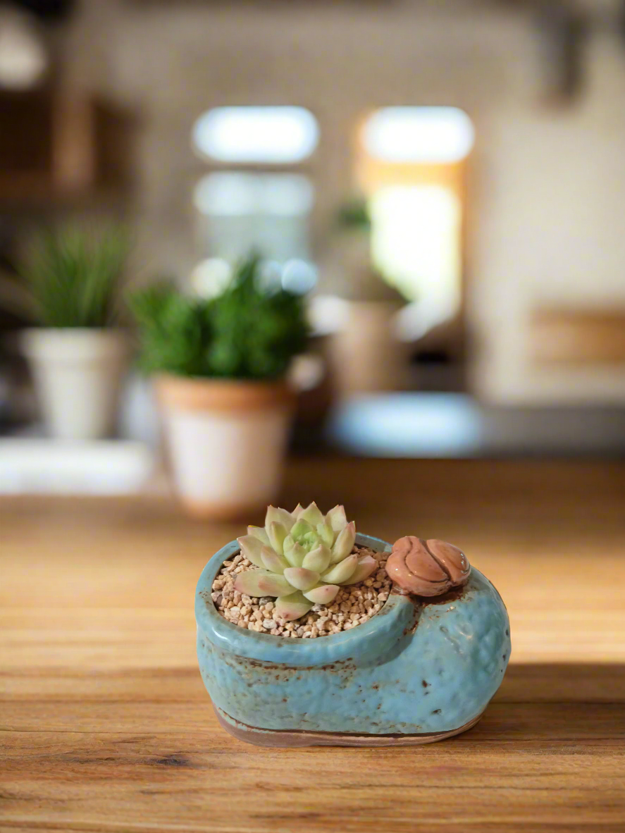 Succulent Mary Jane Charm Blue – Echevaria Elegans - SlowBloomGreens