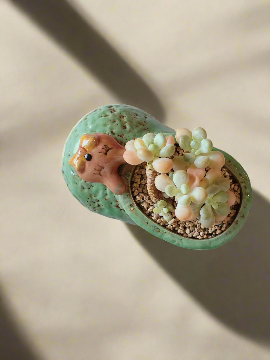 Succulent Mary Jane Charm Green – Graptopetalum mendoza - SlowBloomGreens