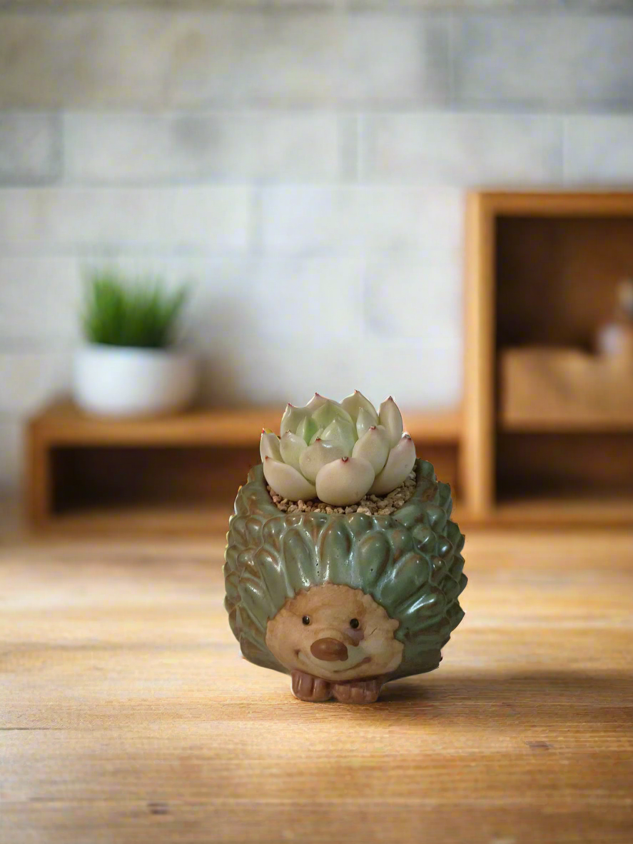 Succulent Hedgehog Pot - Sedeveria 'Blue Elf' (Happy Plant) - SlowBloomGreens