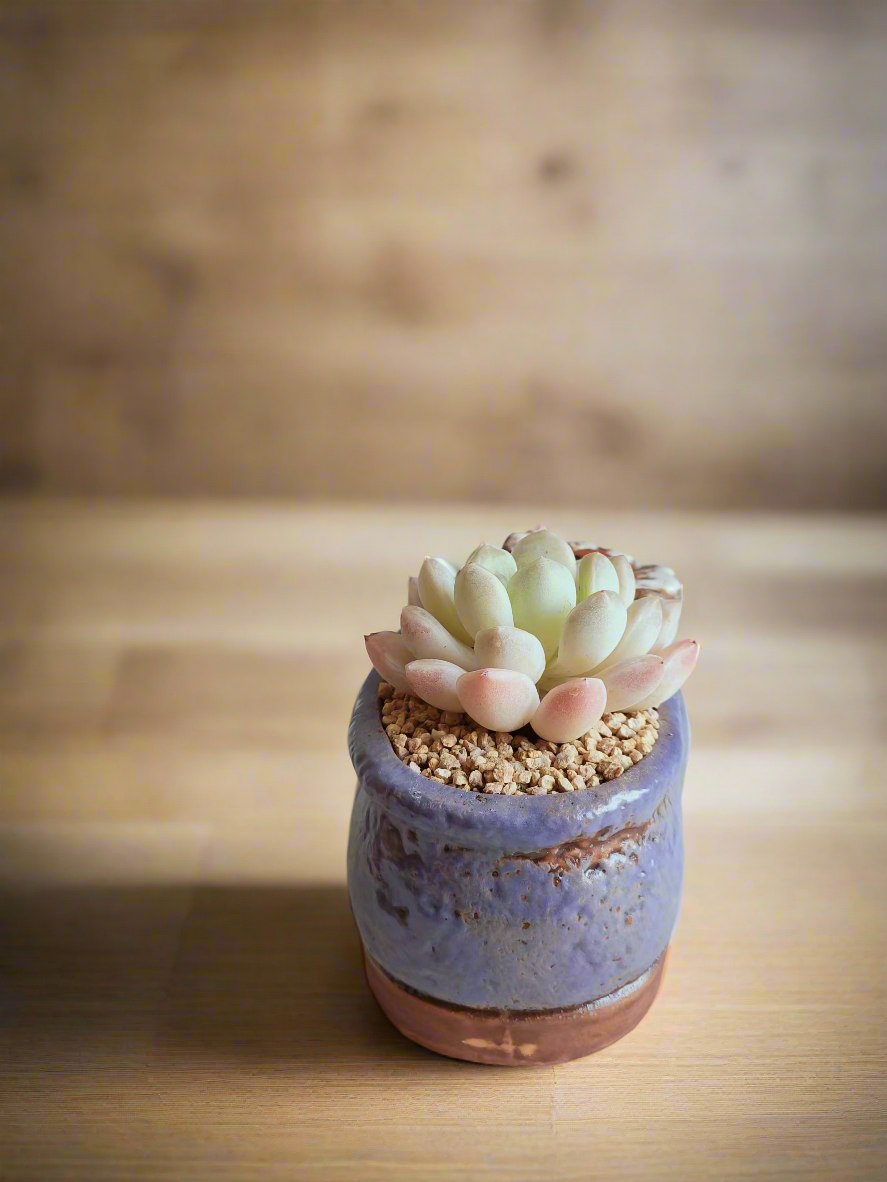 Succulent Mary Jane Charm Violet – Pachyphytum Cream Beauty - SlowBloomGreens
