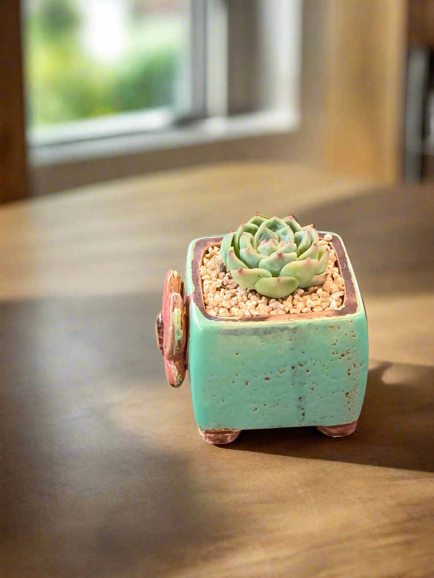 Succulent Ceramic Butterfly Square Teal Planter – Echeveria 'Onslow'