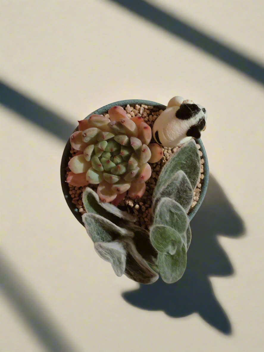 Succulent Speckled Terracotta Blue Yoga Bulldog - Echeveria White Mexican Rose & White Velvet - SlowBloomGreens