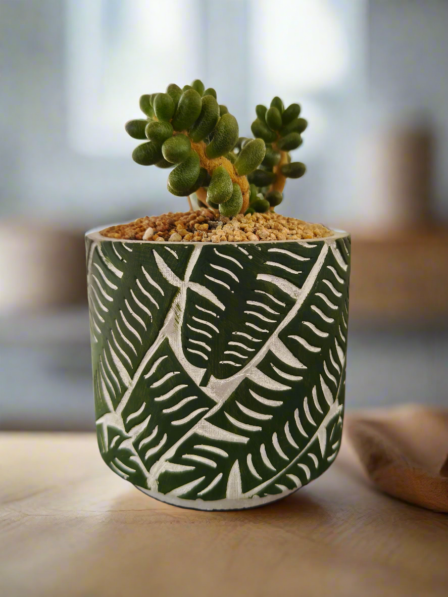 Succulent Whispering Leaves – Sedum Hernandezii