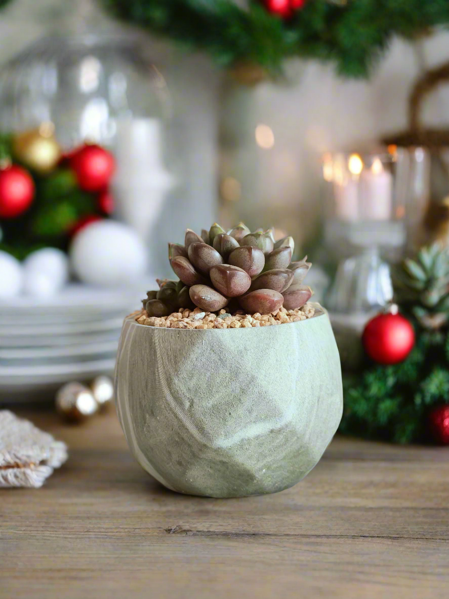 Succulent Classic Marble Green Pot – Graptoveria 'Amethorum' in Marble Pot - SlowBloomGreens