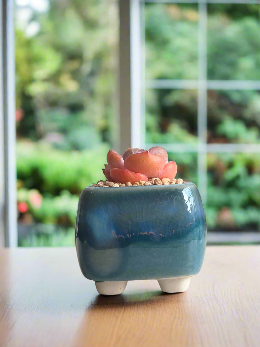 Succulent Serene Square Mini Planter – Echeveria 'Cosette'