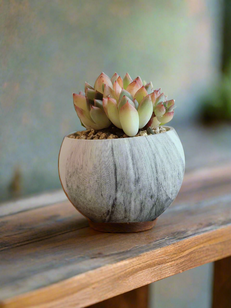Succulent Elegant Round Dark Grey – Echevaria hybrid - SlowBloomGreens