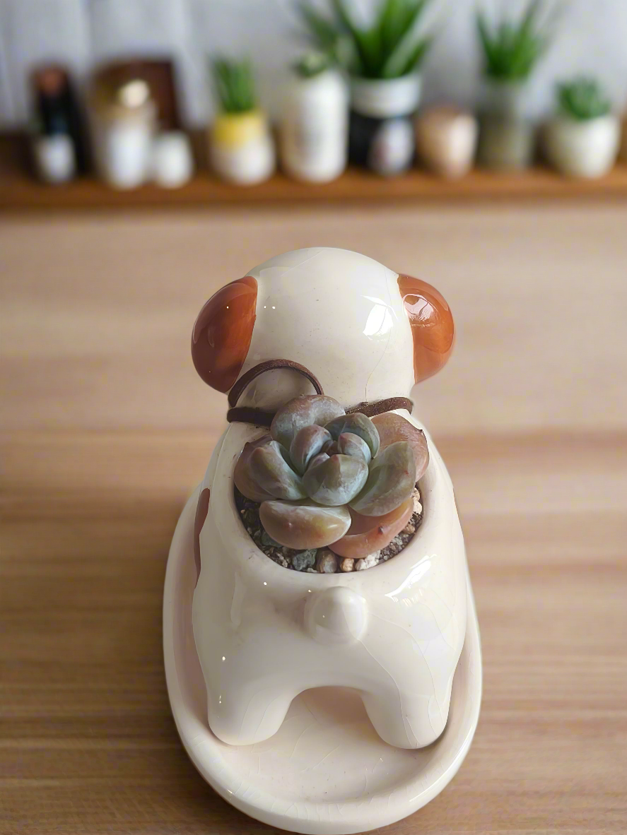 Succulent Puppy Jack Russell Terrier Planter - Echeveria Ice Green
