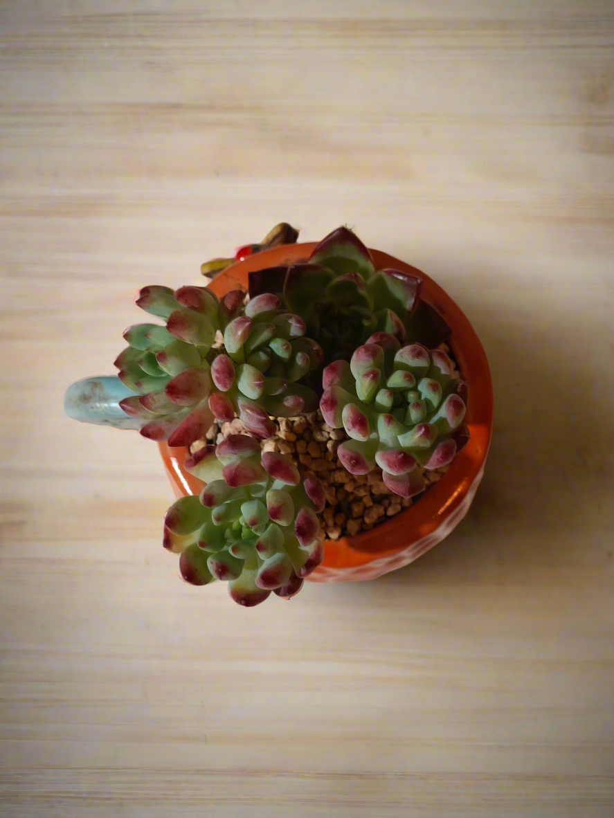 Succulent Enchanted Garden Dragonfly – Sedeveria 'Blue Elf' with Echeveria Agavoides