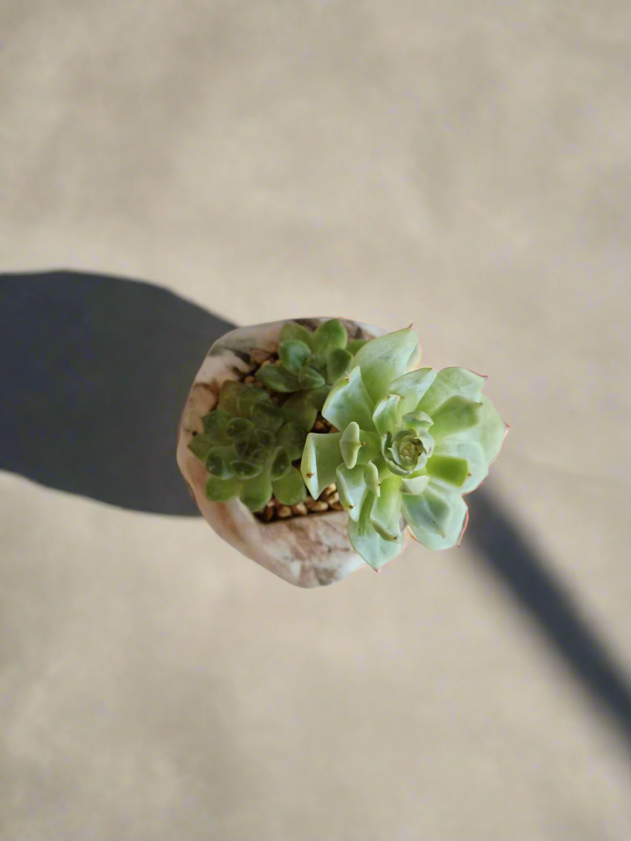 Succulent Mini Octagon Brown - Echeveria - SlowBloomGreens