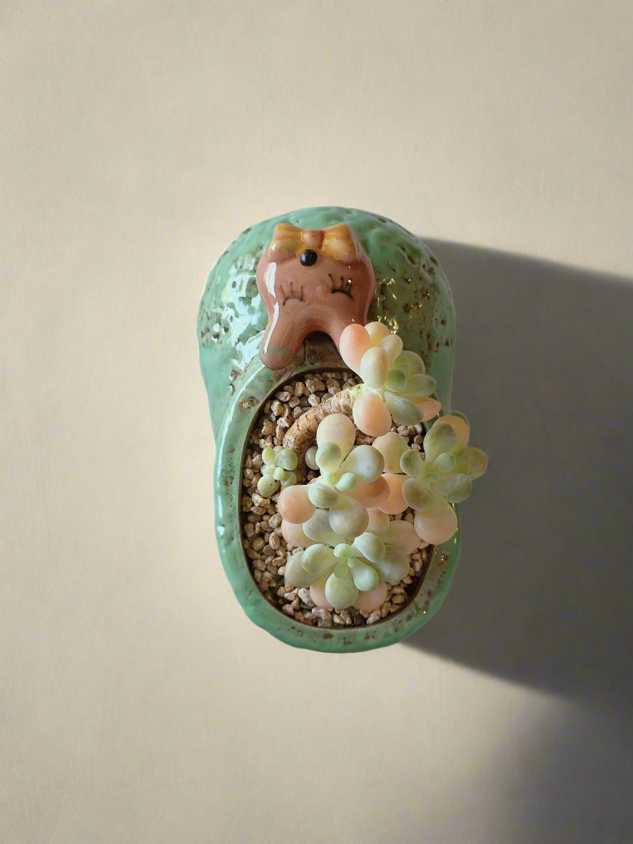 Succulent Mary Jane Charm Green – Graptopetalum mendoza - SlowBloomGreens