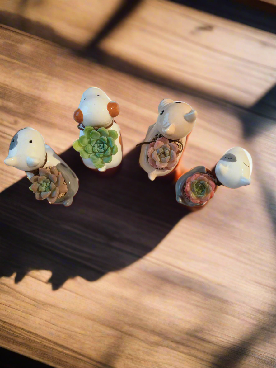 Succulent Puppy Bull Terrier - Echeveria Suryeon - SlowBloomGreens