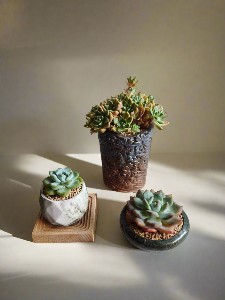 Succulent Rustic Floral Embossed Pot – Graptopetalum 'Bronze' - SlowBloomGreens