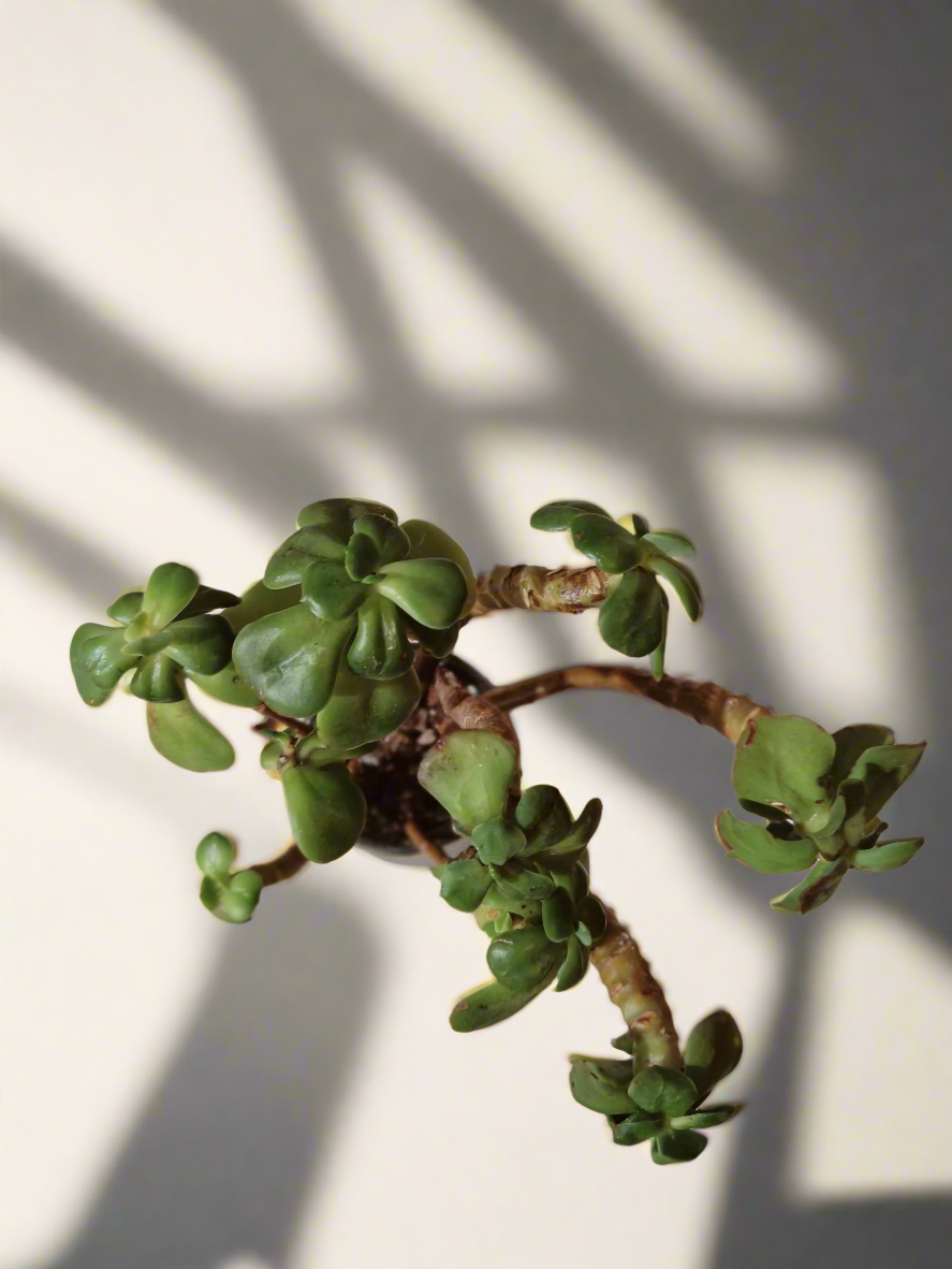 Succulent Rustic Pot Glow Grey – Jade Plant - SlowBloomGreens