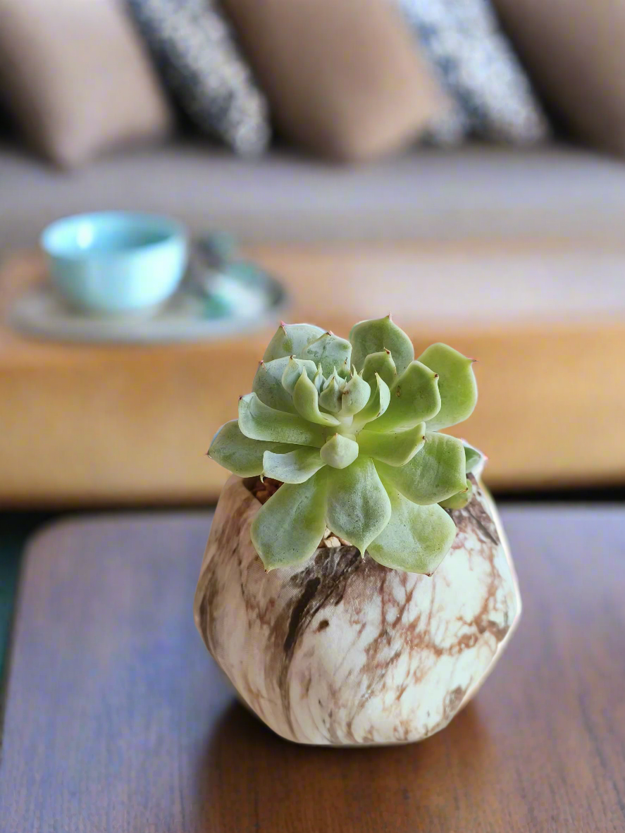 Succulent Mini Octagon Brown - Echeveria - SlowBloomGreens