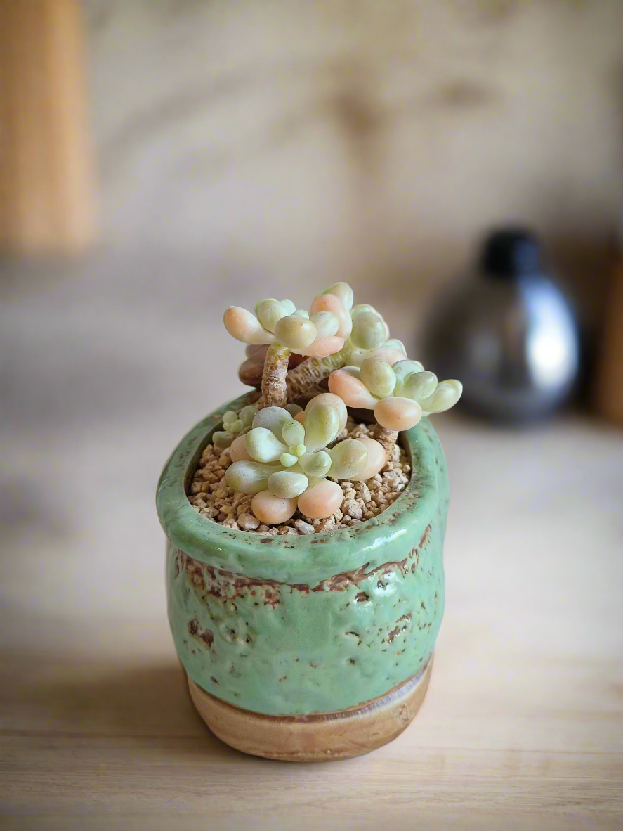 Succulent Mary Jane Charm Green – Graptopetalum mendoza - SlowBloomGreens