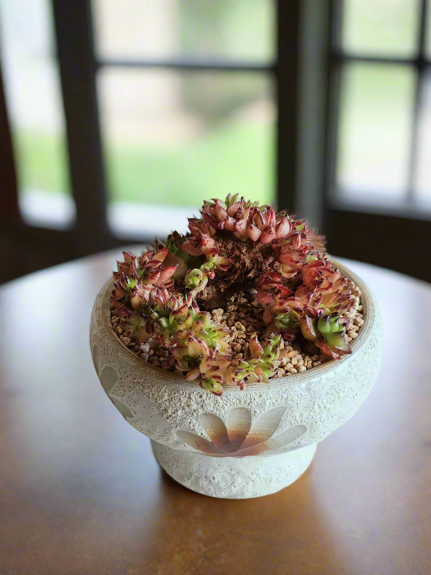 Succulent Moonlit Bloom Pot – Soft White with Echeveria Agavoides Cristata - SlowBloomGreens