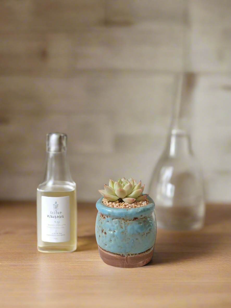 Succulent Mary Jane Charm Blue – Echevaria Elegans - SlowBloomGreens