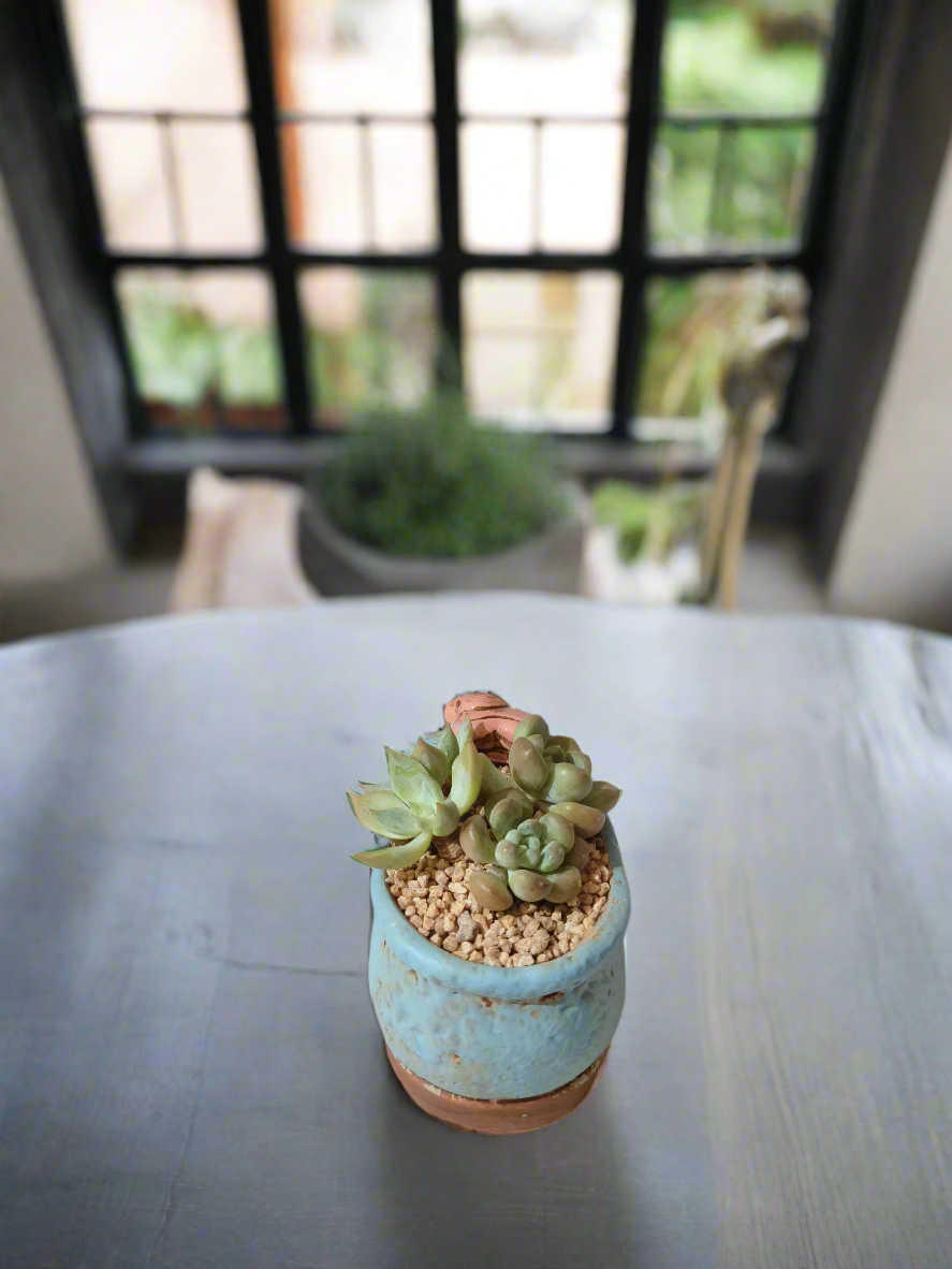 Succulent Mary Jane Charm Blue – Graptopetalum mendoza & Pachyveria pachyphytoides - SlowBloomGreens