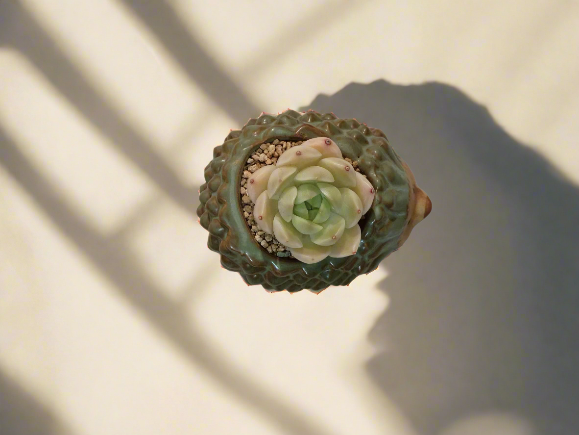 Succulent Hedgehog Pot - Sedeveria 'Blue Elf' (Happy Plant) - SlowBloomGreens