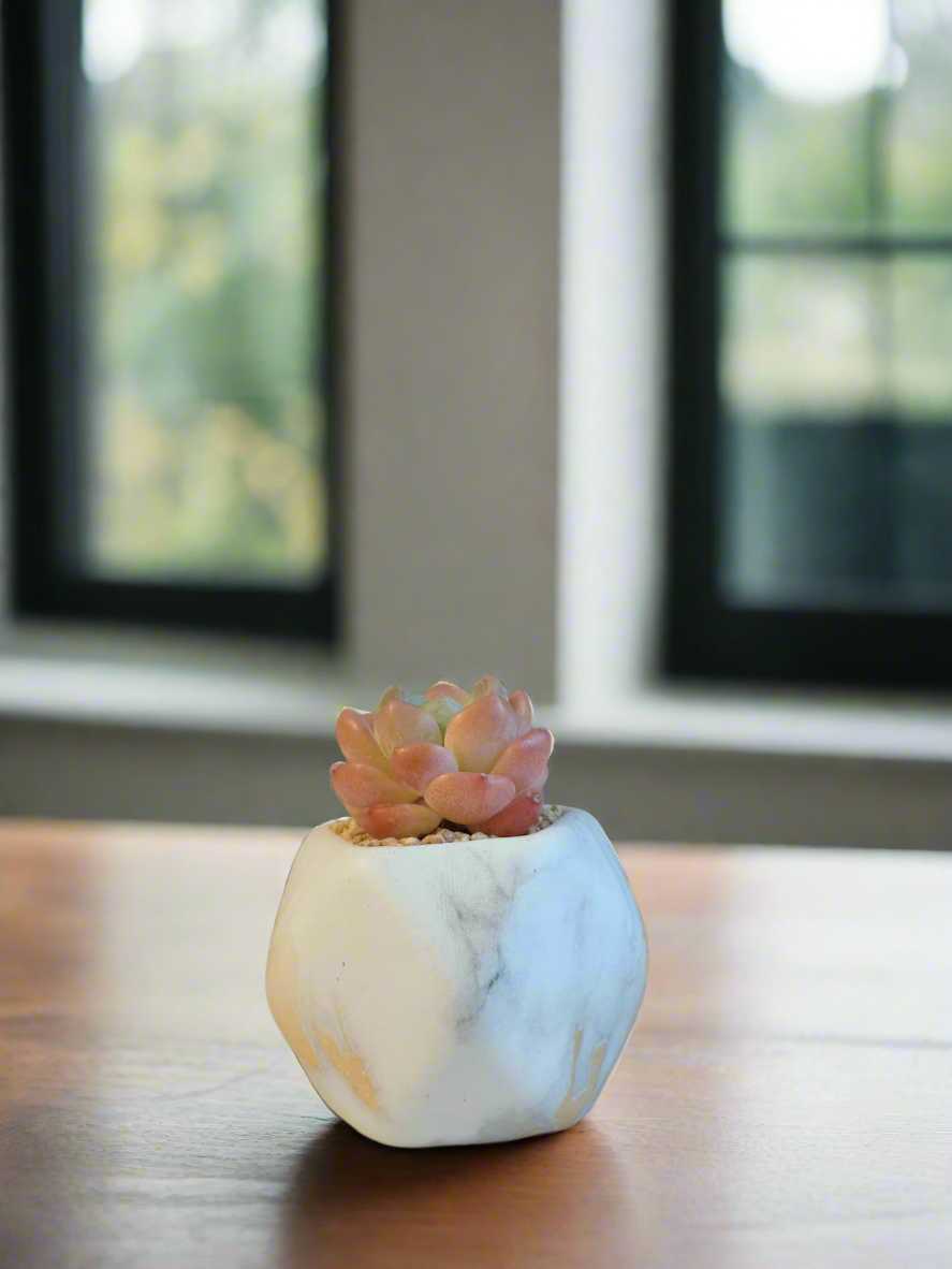 Succulent Mini Octagon Gold - Echeveria Suryeon - SlowBloomGreens