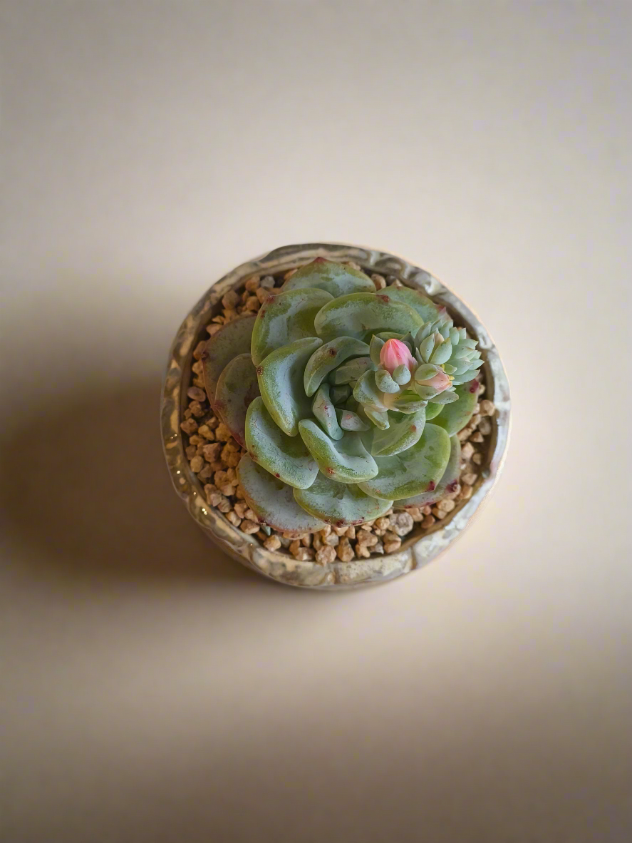 Succulent Red Ombre Rustic Pot – Echeveria 'Mont Blanc' (Going to bloom😍) - SlowBloomGreens