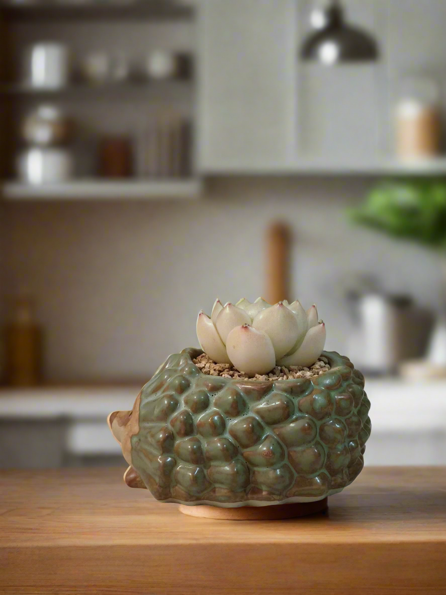Succulent Hedgehog Pot - Sedeveria 'Blue Elf' (Happy Plant) - SlowBloomGreens