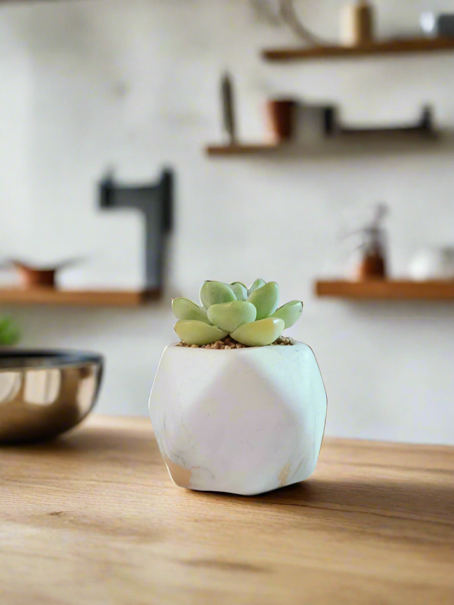 Succulent Mini Octagon Gold Pot – Echeveria Ice Green - SlowBloomGreens