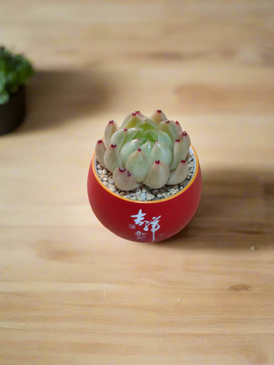 Succulent Auspicious Grace Pot - Echeveria Agavoides 'Lipstick' - SlowBloomGreens