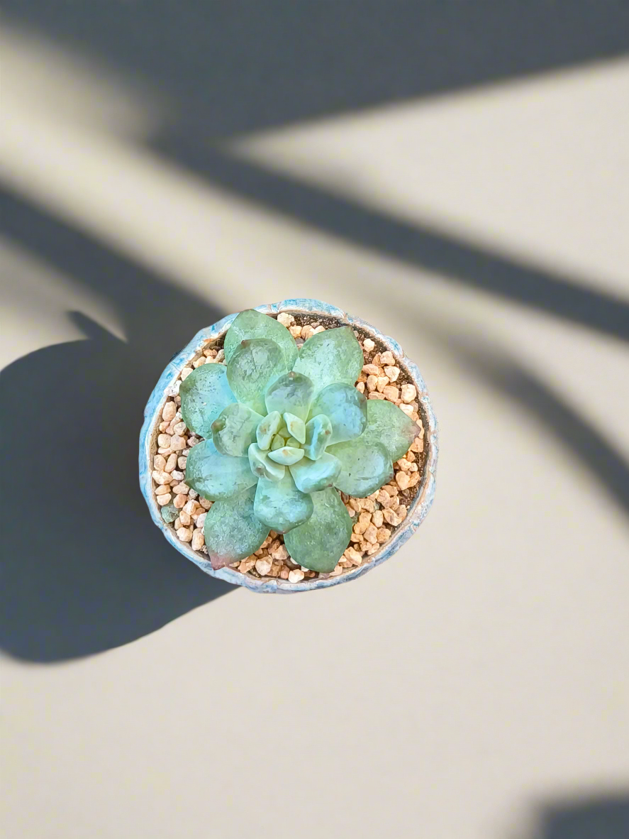 Succulent Misty Lavender Ombre Rustic Mini Planter – Echeveria Bluebird