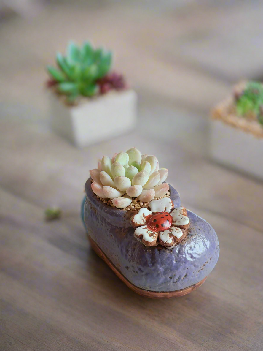 Succulent Mary Jane Charm Violet – Pachyphytum Cream Beauty - SlowBloomGreens